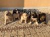 Cuccioli 005